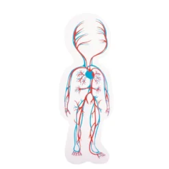 Beleduc Puzzle 29 Pcs - À La Découverte Du Corps Humain -Magasin De Jouets En Bois puzzle a la decouverte du corps humain bois 14