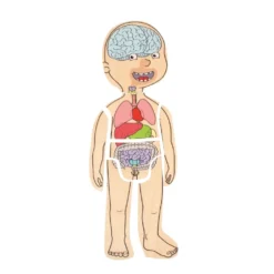 Beleduc Puzzle 29 Pcs - À La Découverte Du Corps Humain -Magasin De Jouets En Bois puzzle a la decouverte du corps humain bois 3