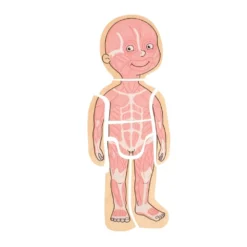 Beleduc Puzzle 29 Pcs - À La Découverte Du Corps Humain -Magasin De Jouets En Bois puzzle a la decouverte du corps humain bois 5